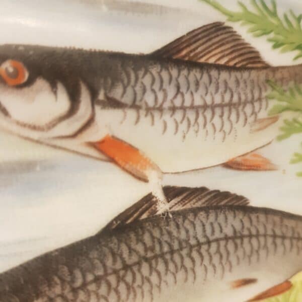 assiettes poisson porcelaine limoges merveille et bout de chandelle 9